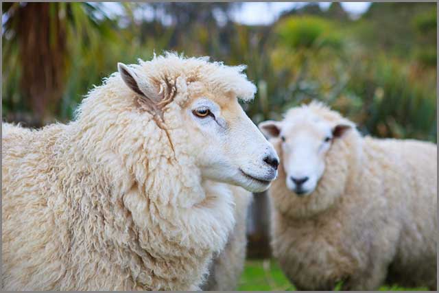 Merino Sheep originates from New Zealand