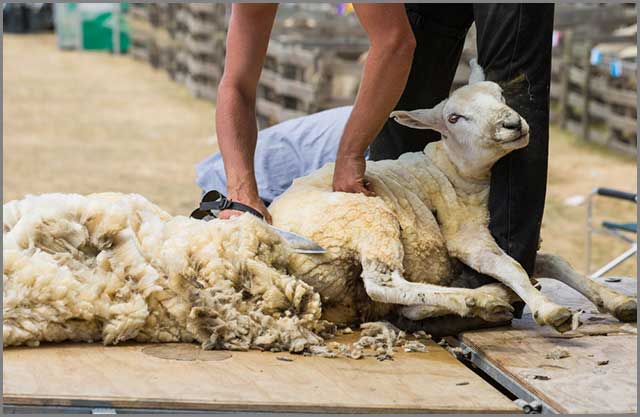 Man removing sheep’s fleece