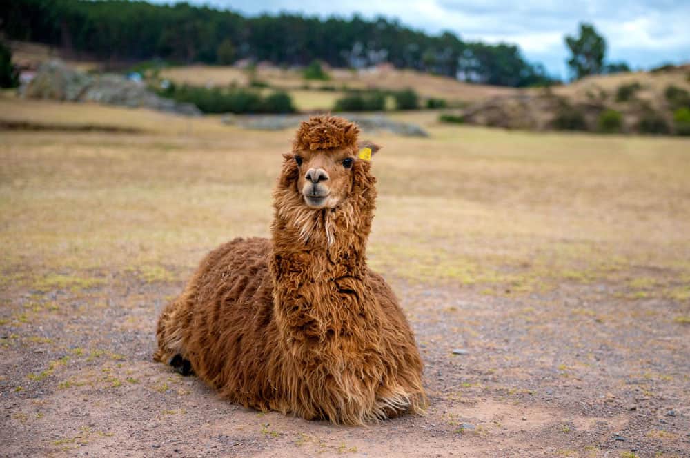 cute brown alpaca