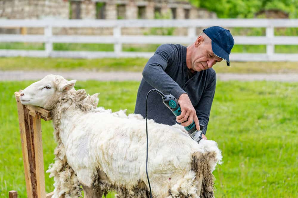 man shearing wool of merino sheep