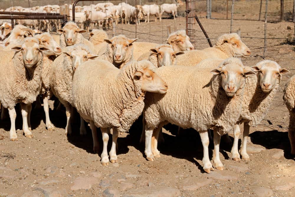 merino sheep in a paddock