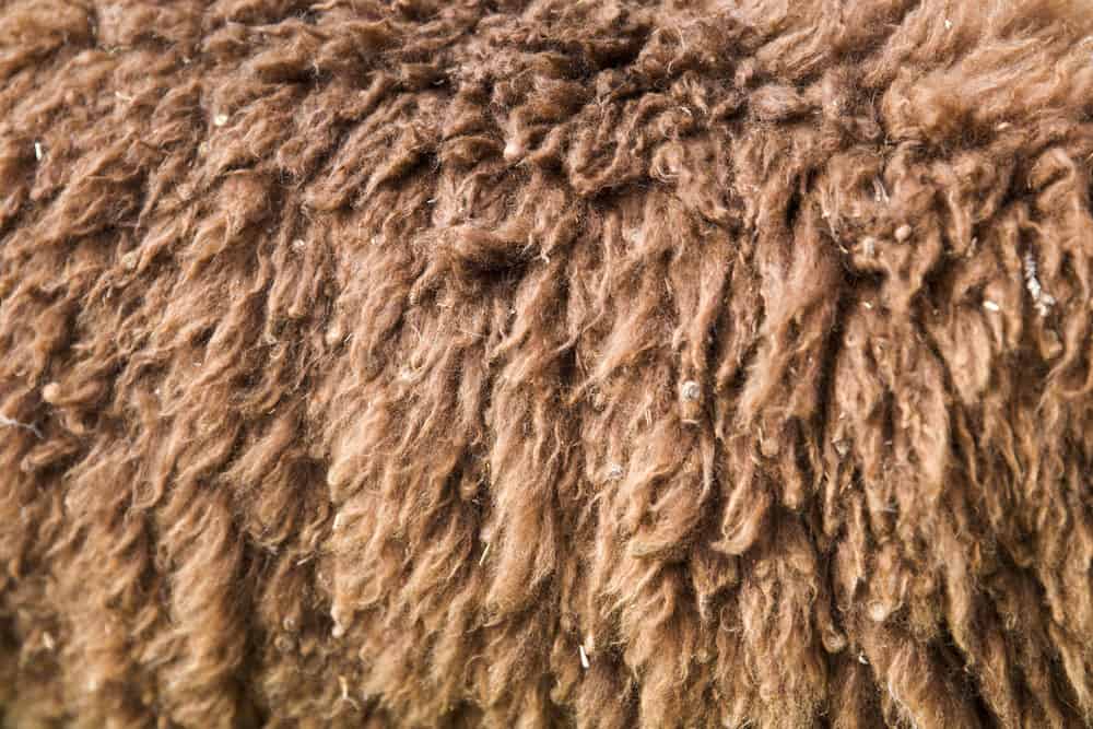 close-up detail of Peruvian alpaca wool