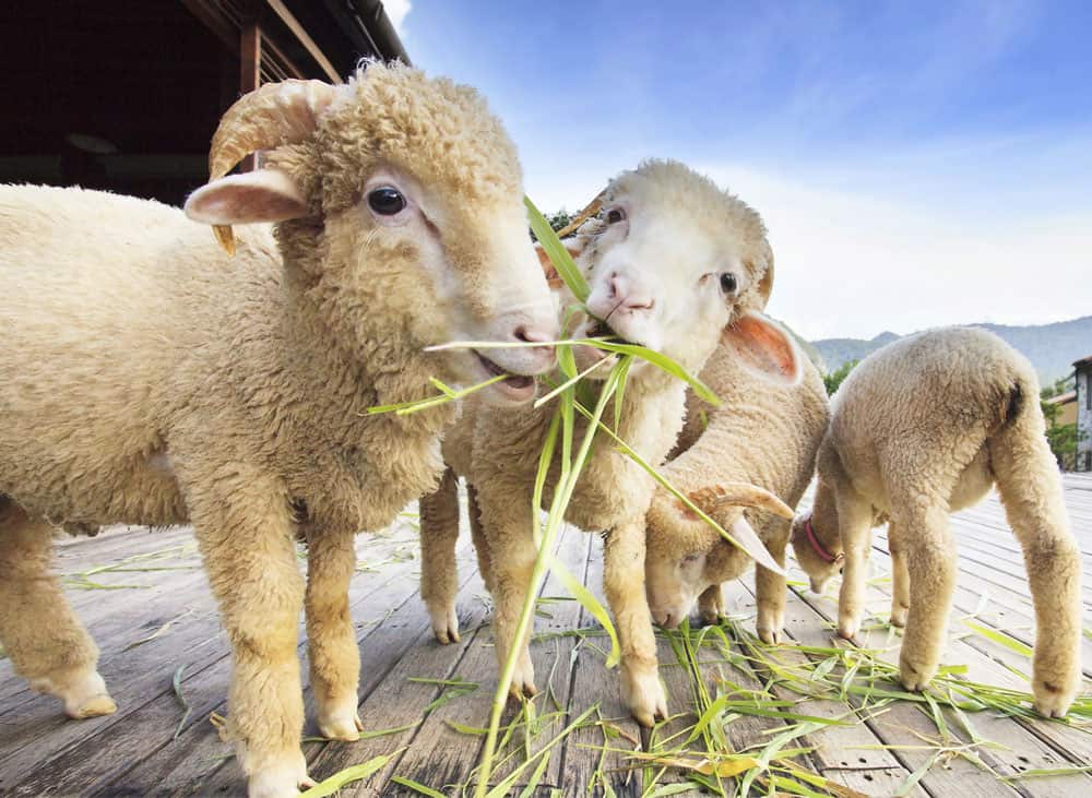 merino sheep enjoying blades of grass