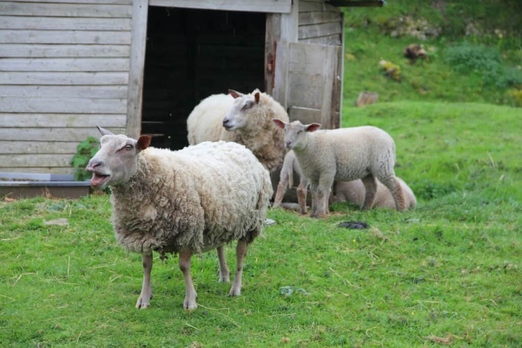 bleating merino sheep