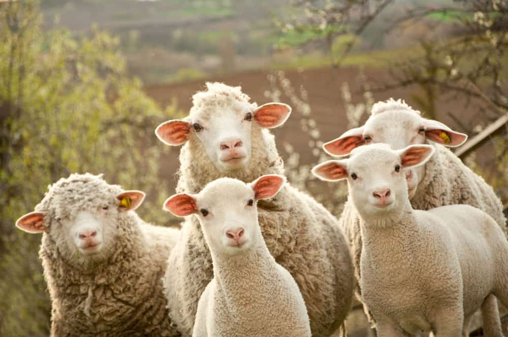 A herd of sheep and lambs