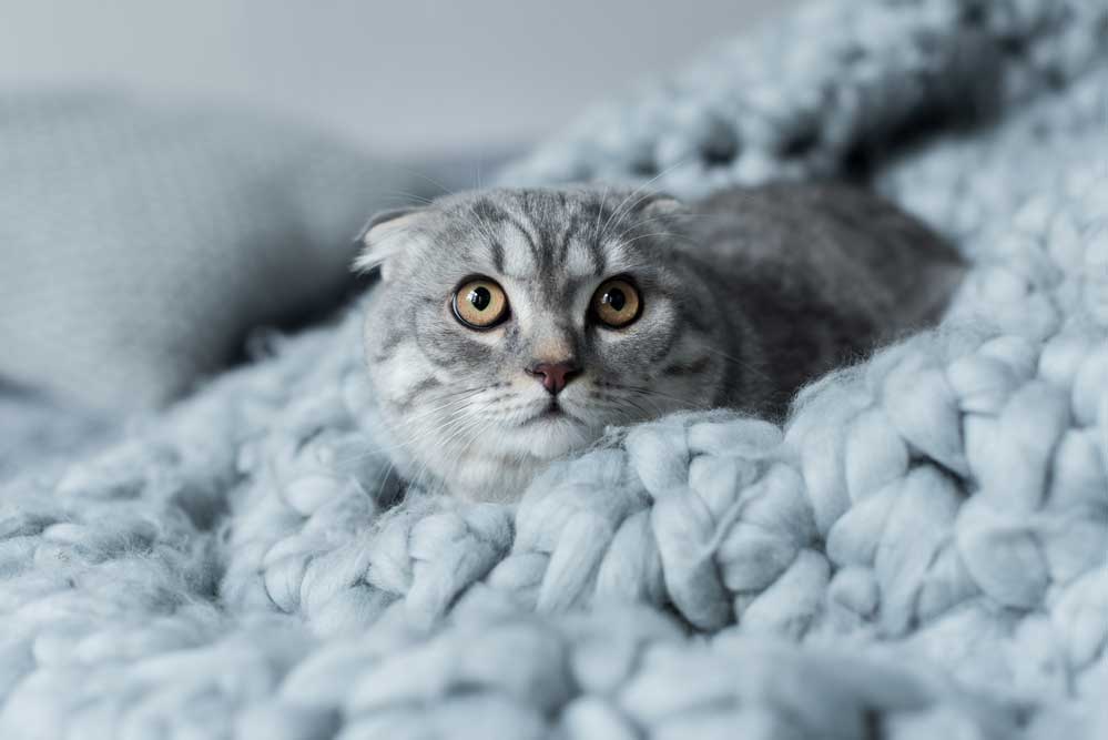 wool blanket with cat hair